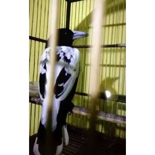 burung jagal papua jantan rajin bunyi