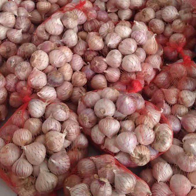 

BAWANG PUTIH TUNGGAL KUALITAS TERBAIK SEKILO