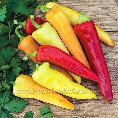 Benih Cabai Sweet Banana - Sweet Pepper - Home Garden Seed