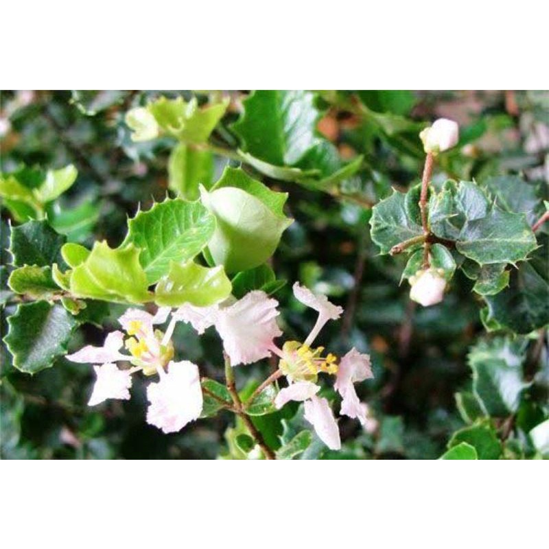 Mirten Duri | Bahan Bonsai