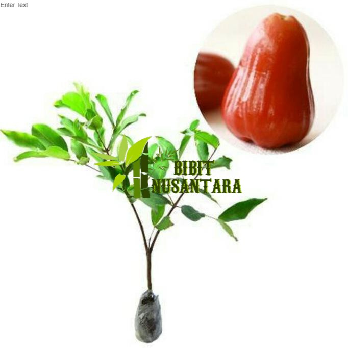 Promo Murah Jambu air madu delli merah Berat 400 gram, 1kg muat 3 bibit