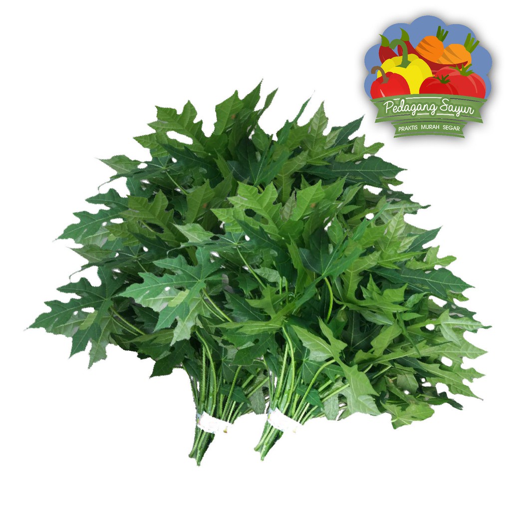 

Daun Pepaya Jepang - Per Ikat