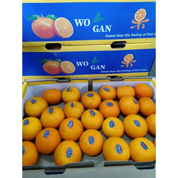 

Jeruk Wogan / Wokan Buah Jeruk Fresh