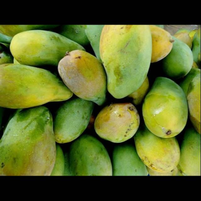 

Mangga harum manis