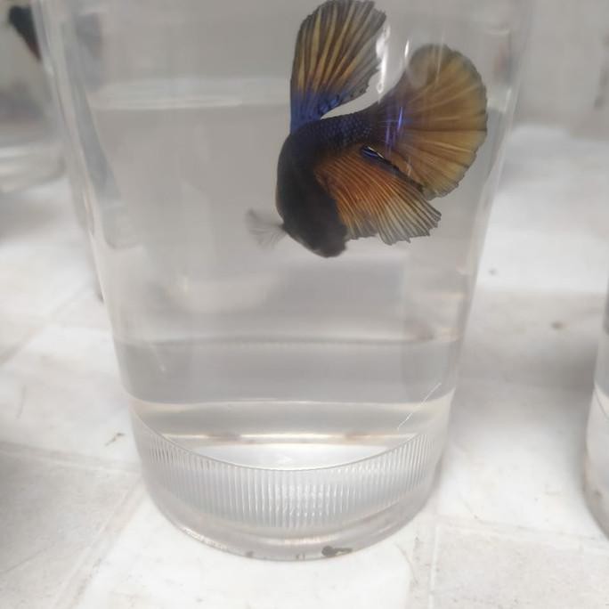 Terlaris Ikan Cupang Halfmoon Size M