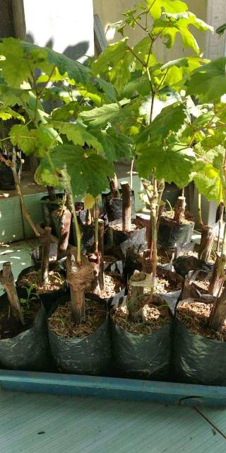 Bibit anggur import jenis red romance