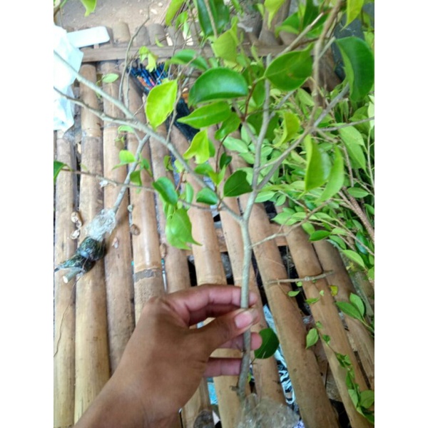 bibit bonsai ficus benjamin