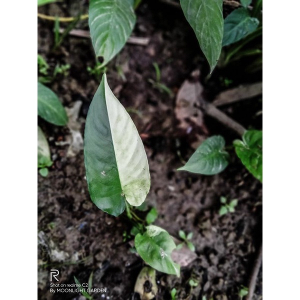 HOMALOMENA VARIGATA |Sp borneo