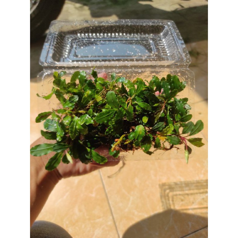 Buce palandra mini tanaman aquascape