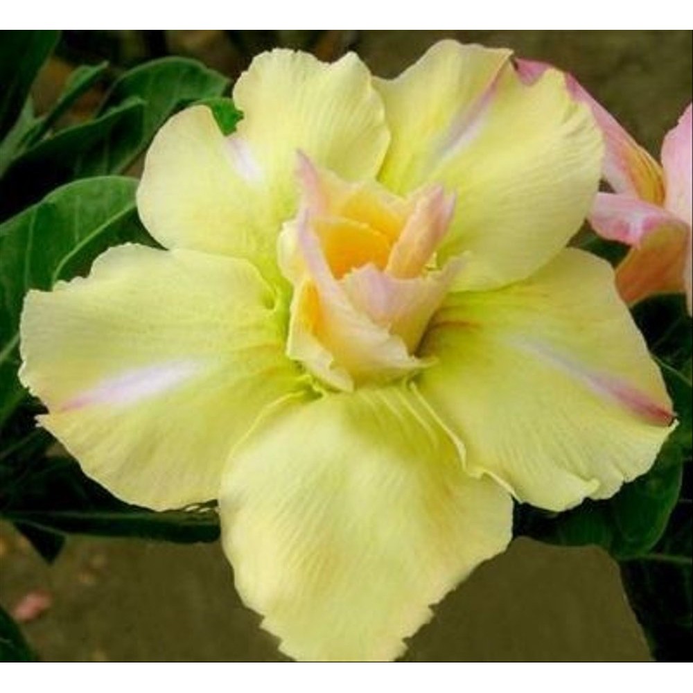 Adenium kamboja jepang bunga tumpuk kuning