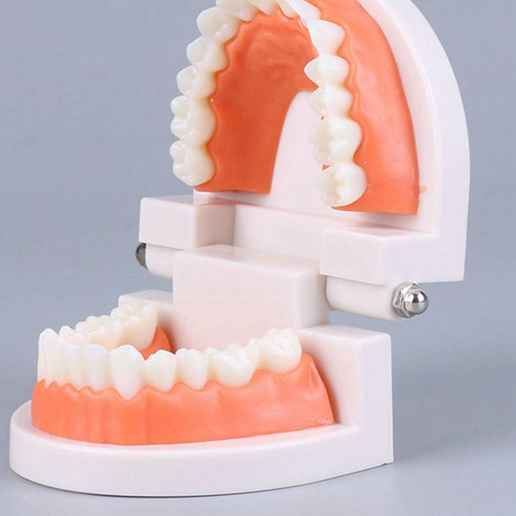Model study edukasi dokter gigi / phantom studi rahang gigi typodont gusi karet
