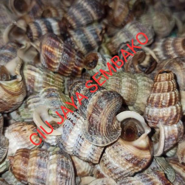 

TREND KEKINIAN KEONG NENEK BERSIH POTONG BUNTUT / KATANGLO BERSIH / CHAO LO / TUTUT / SIPUT SEDUT / KATANG LO 2188 ⇷