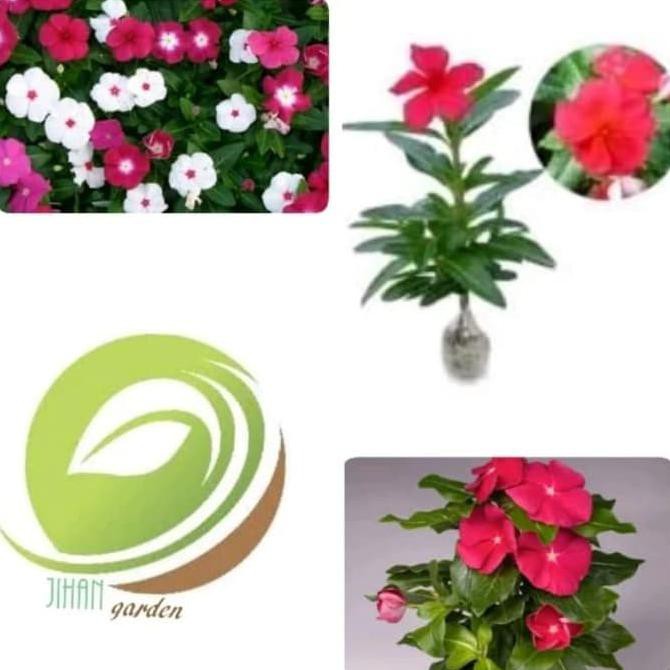 Sa;e Terlaris  bibit pohon bunga vinca/tanaman hias gantung bunga vinca