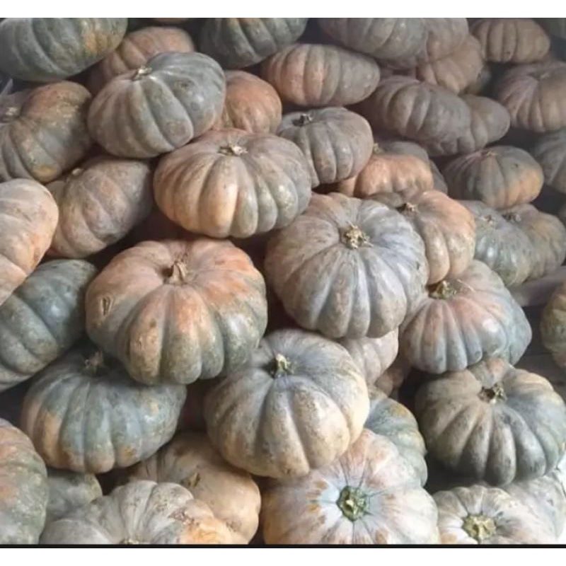 

Waluh/ Labu Kuning 1.7-2.2 Kg Waloh untuk Kolak