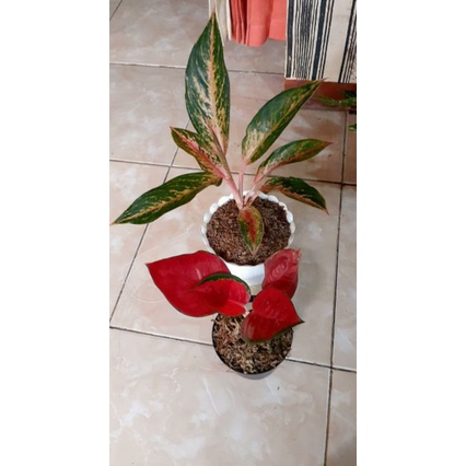 aglonema suksom,Gatotkaca