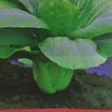 Benih sawi sendok / phakcoy Flamingo