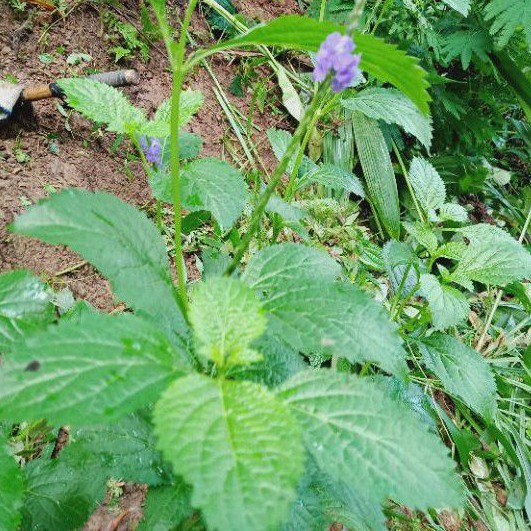 Tanaman Jarong/Achyranthes aspera 500 gr