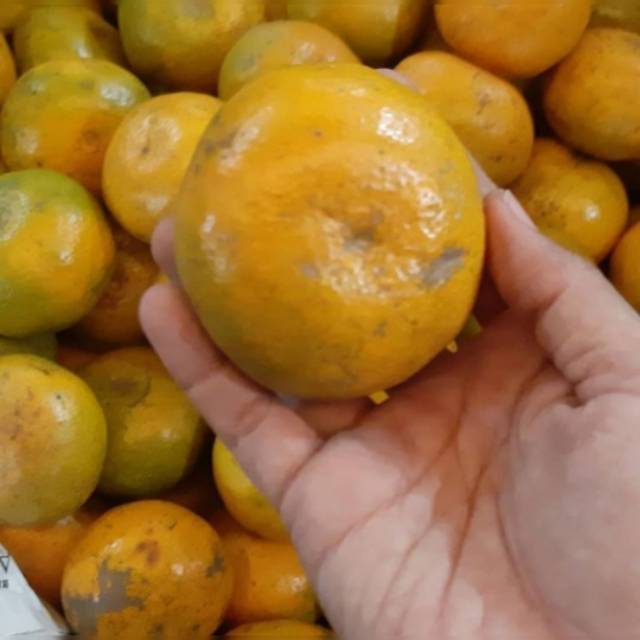 

Buah jeruk medan|jeruk medan manis|buah jeruk|buah segar|buah segar bandung