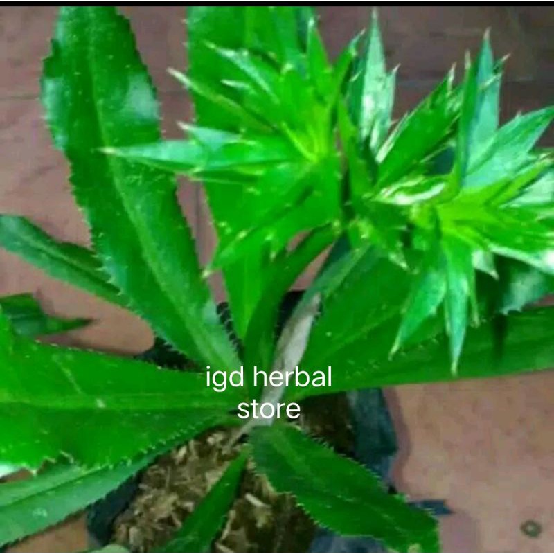 

rumput walang sangit segar 250 gram