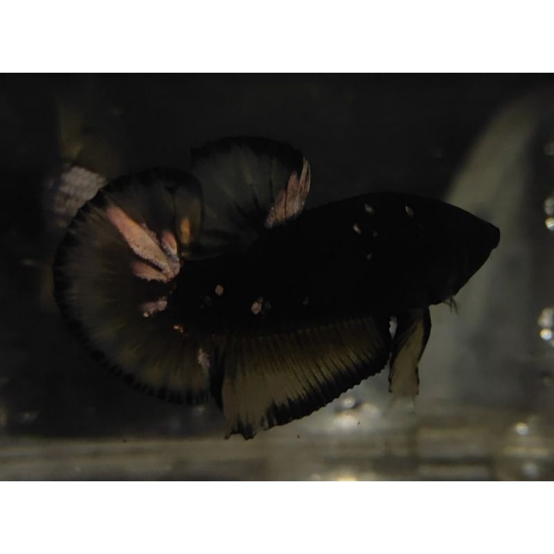 SEPAIR AVATAR KUNCOP