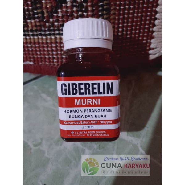 PUPUK GIBERELIN GA3 PEMBUAHAN DILUAR MUSIM