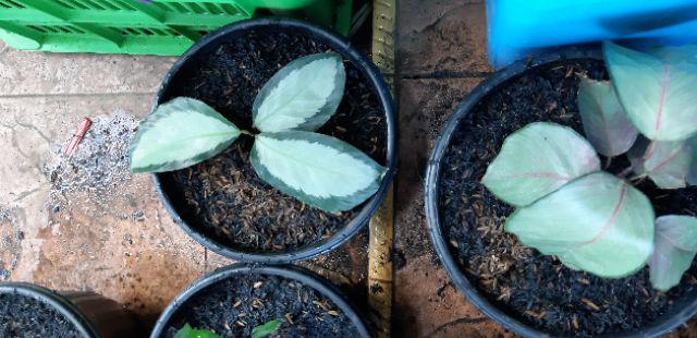 Paket 6 Jenis Calathea