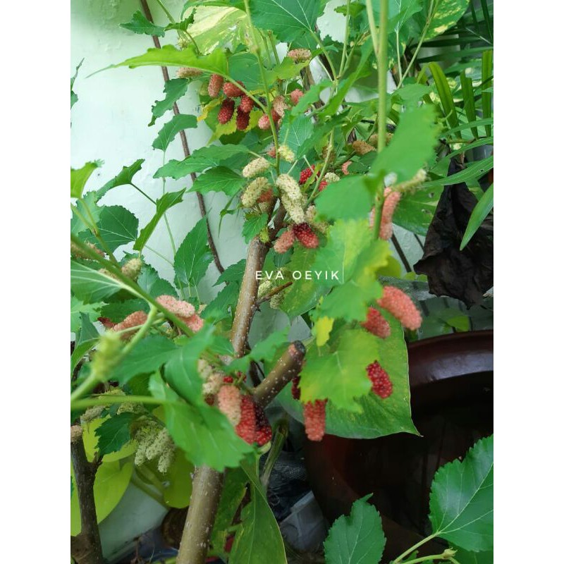 Bibit murbei pohon murbei dan batang RS