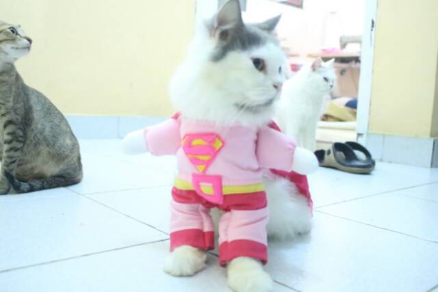 Avengers X Justice League kostum untuk kucing / kostum lomba kucing grosiran size S M L XL