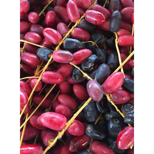 BIBIT BENIH BIJI KURMA THAILAND H1 MERAH ASA THAILAND CR34TF