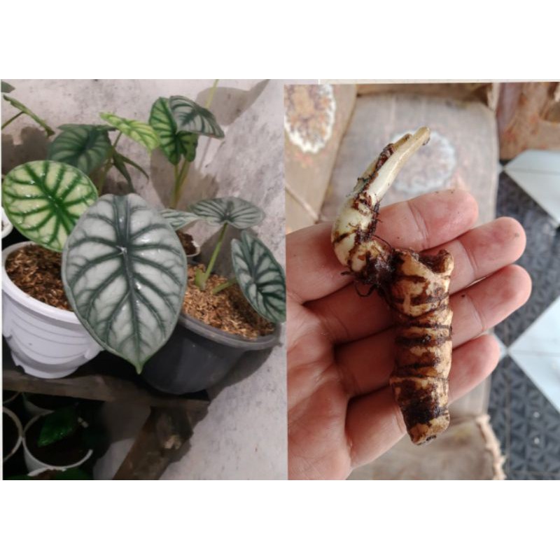 Keladi Tengkorak Alocasia Dragon Silver/Bonggol Cacah, Bonggol Atas kuncup, & Anakan 1 Daun