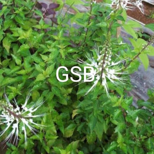 

Daun kumis kucing segar 500 gram