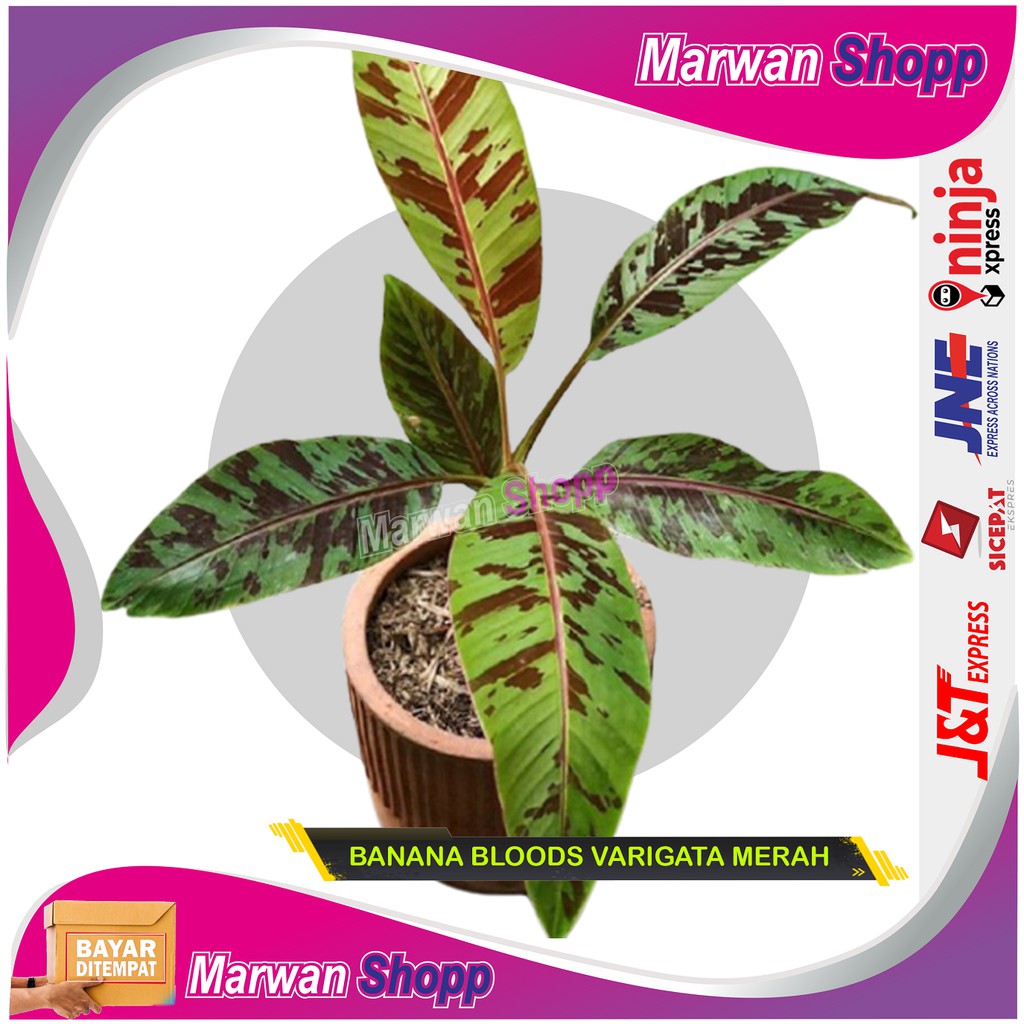 Tanaman hias pisang varigata red corak merah BANANA BLOODS MARWAN SHOPP