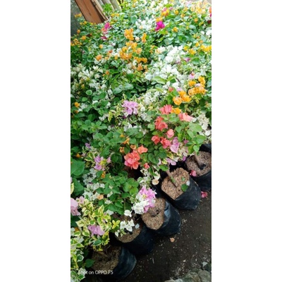 bunga bugenvil 3 warna