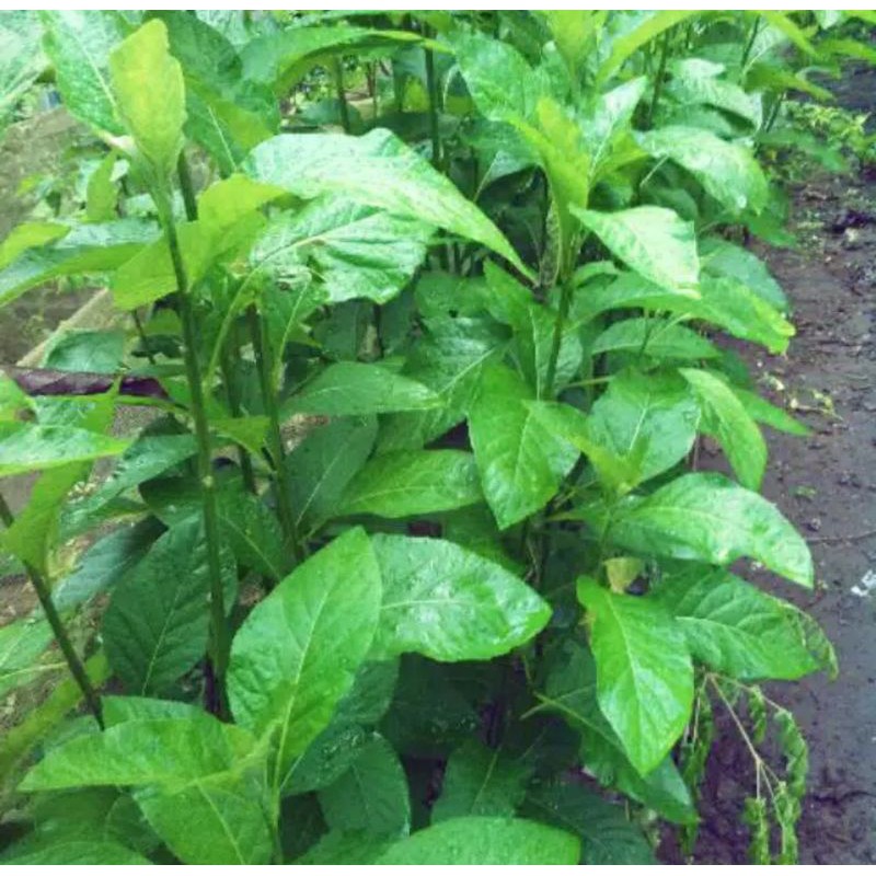

[Fresh] DAUN AFRIKA SEGAR LANGSUNG PETIK