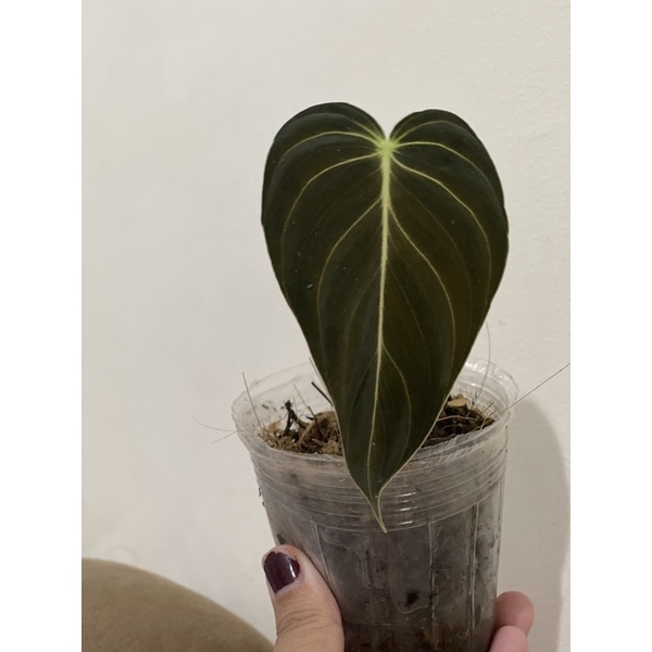 melanochrysum narrow form