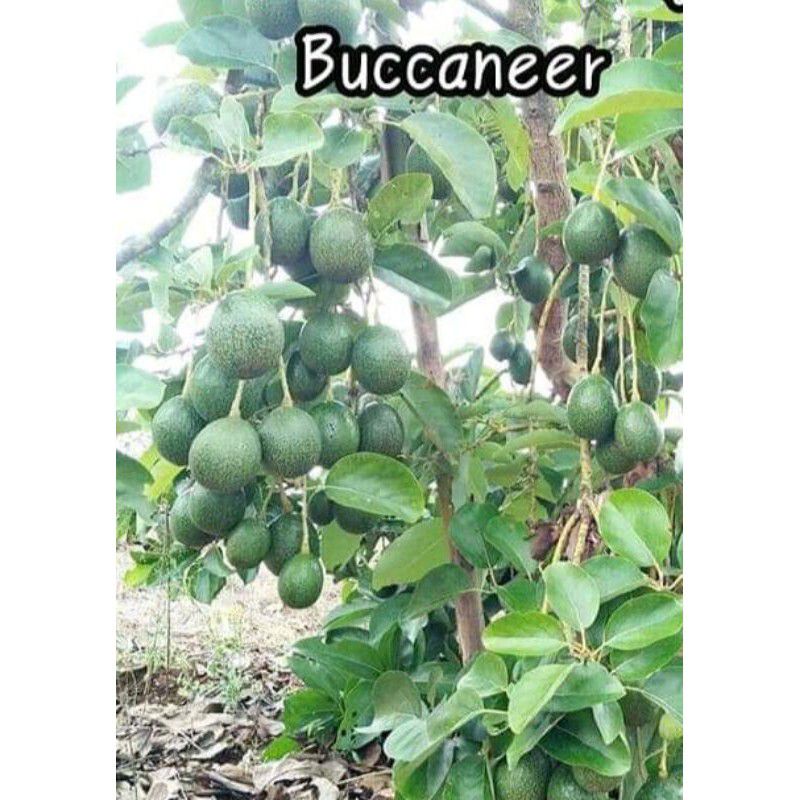 bibit alpukat buccaneer super unggul