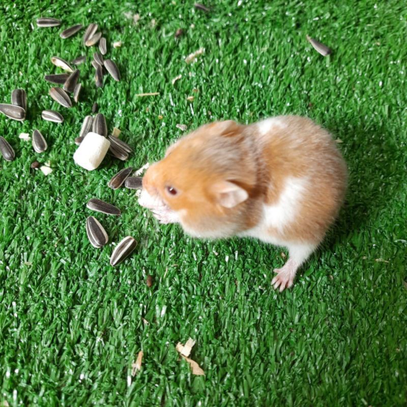 HAMSTER SIRYAN SHORT/LONGHAIR BY HAMTACI HAMSTER FARM