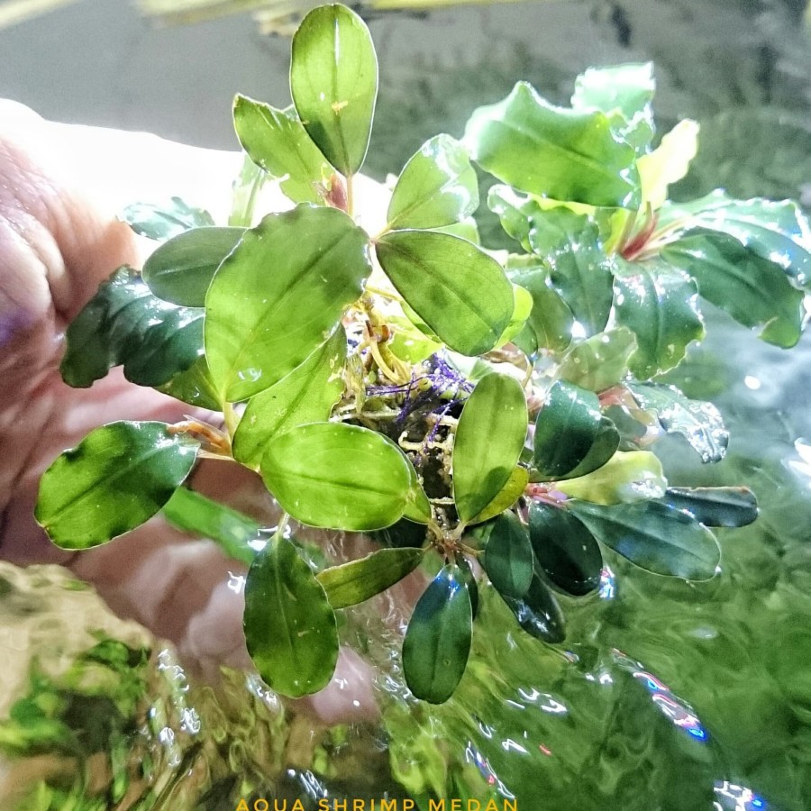 Tanaman Aquascape Bucephalandra wabikusa