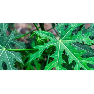 

Daun pepaya per ikat Sayur Praktis Bandung