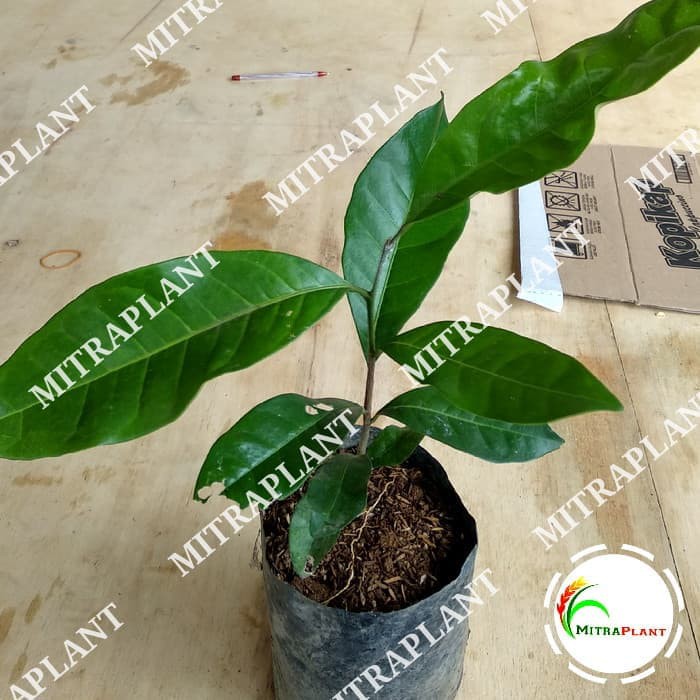 Bibit Cendana Bali Bibit Pohon Cendana Bali Bibit Pohon Kayu Cendana Bali