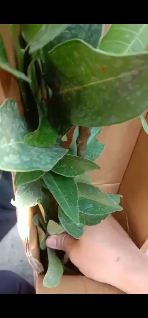 Bibit Anggur Import Bogema (grafting)