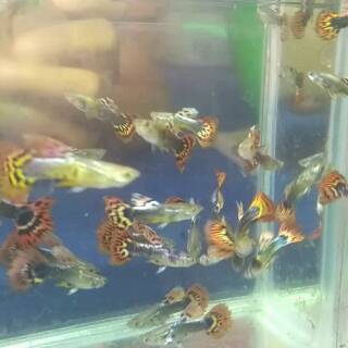 IKAN GUPPY CENDOLAN | GUPPY MURAH | Shopee Indonesia