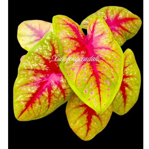 caladium tears of the sun / caladium TOS
