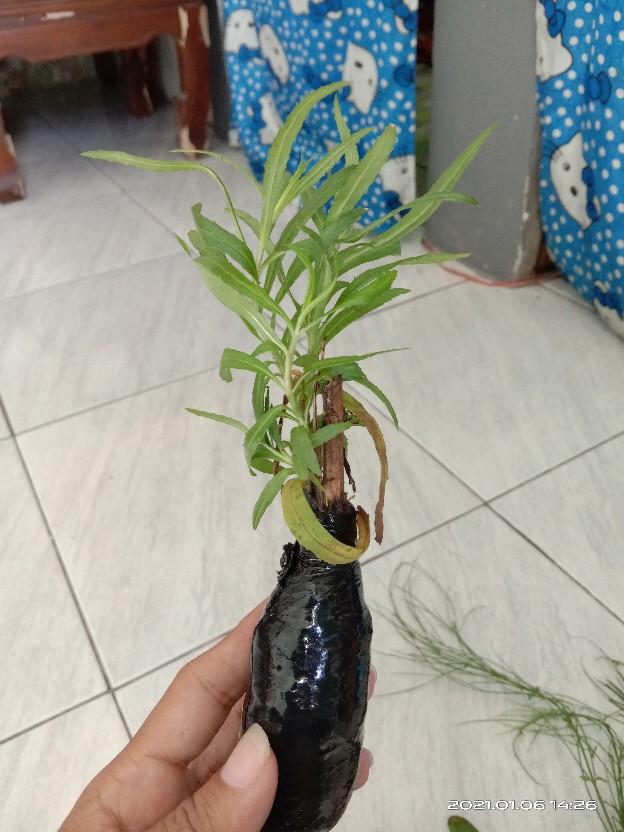 Tanaman Bunga Lavender Tanaman Pengusir Nyamuk