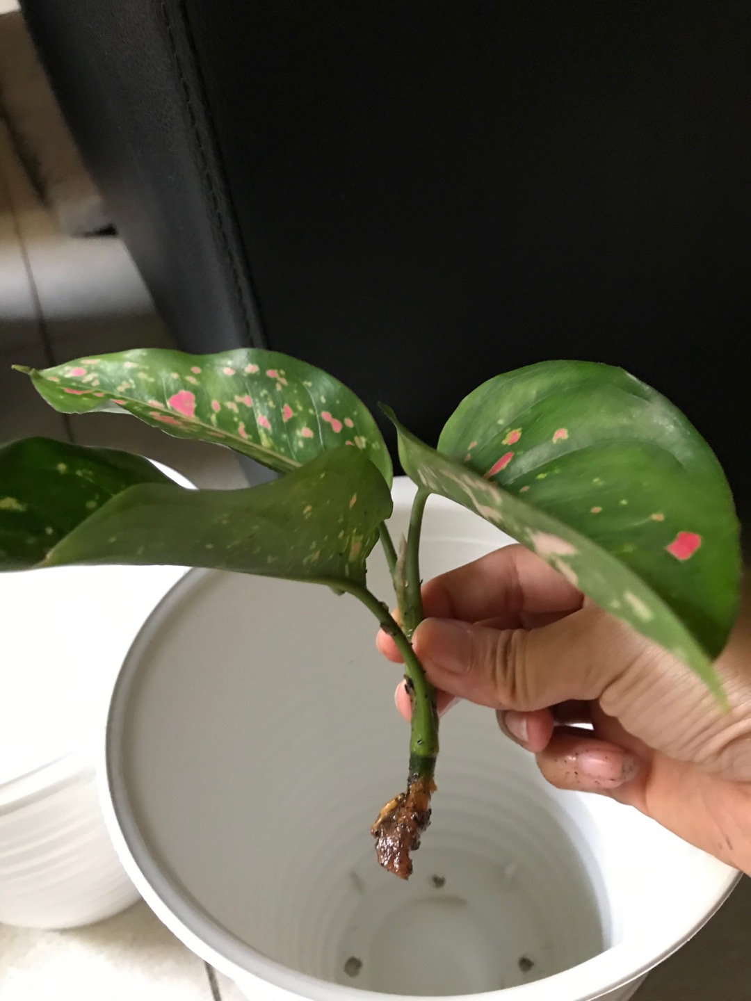 Tanaman Hias Bibit Aglonema Venus