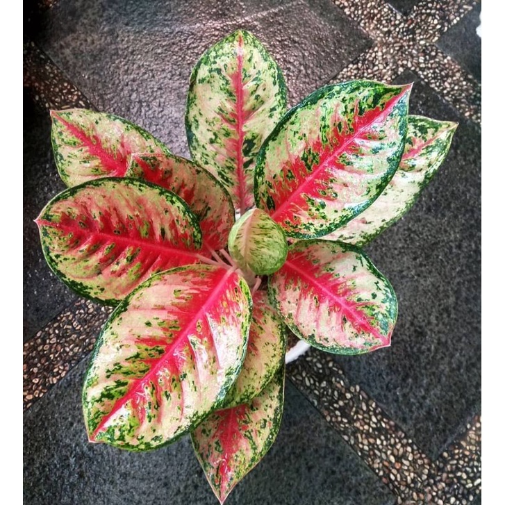 TANAMAN HIAS AGLONEMA SWEET DREAM/AGLONEMA SWEET DREAM/AGLONEMA MURAH