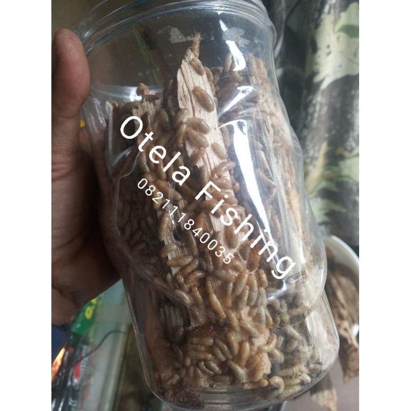 Pua / Poa / Rengas / Rangas