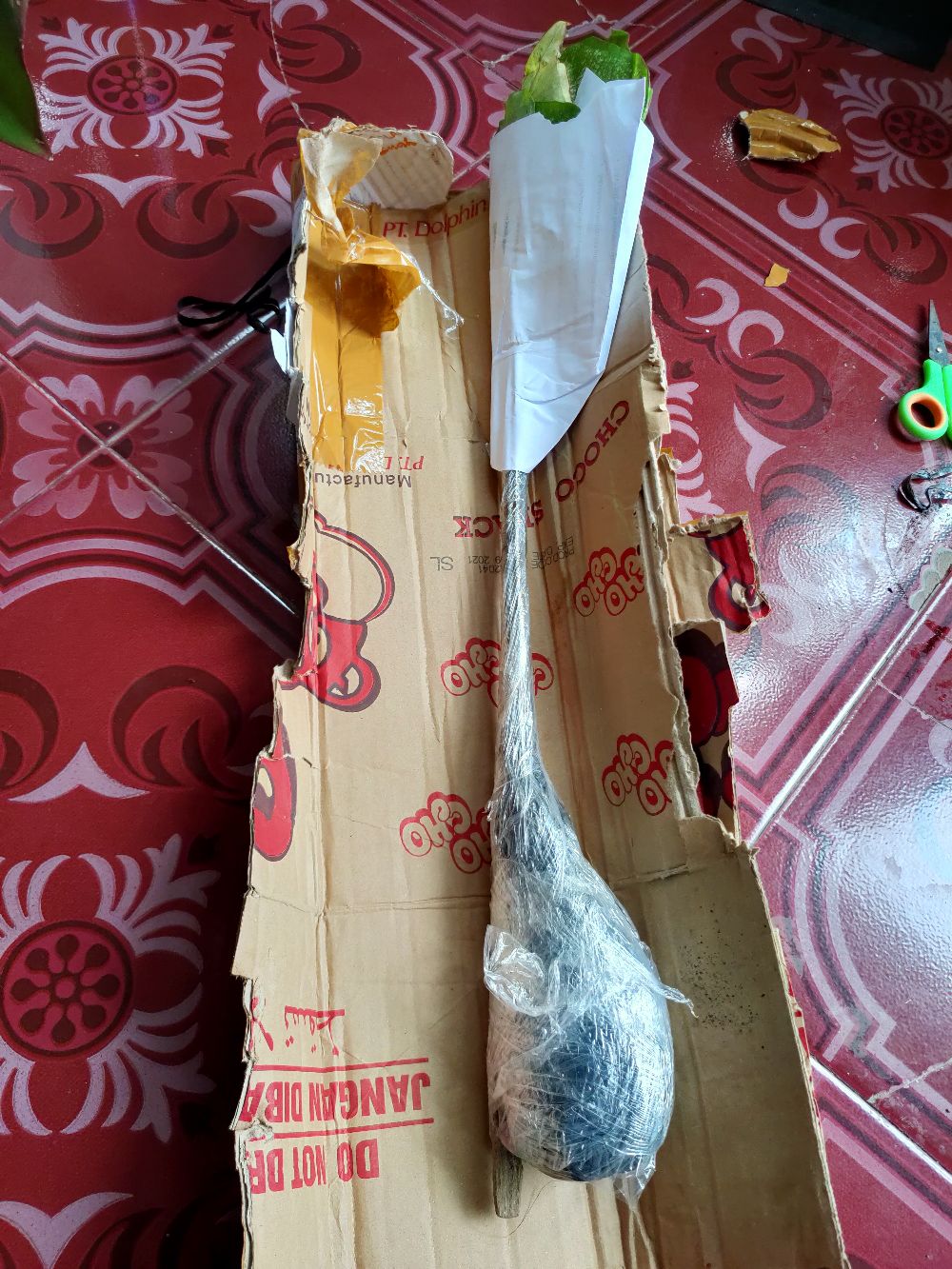 Caladium White Quen/bibit -keladi Langka