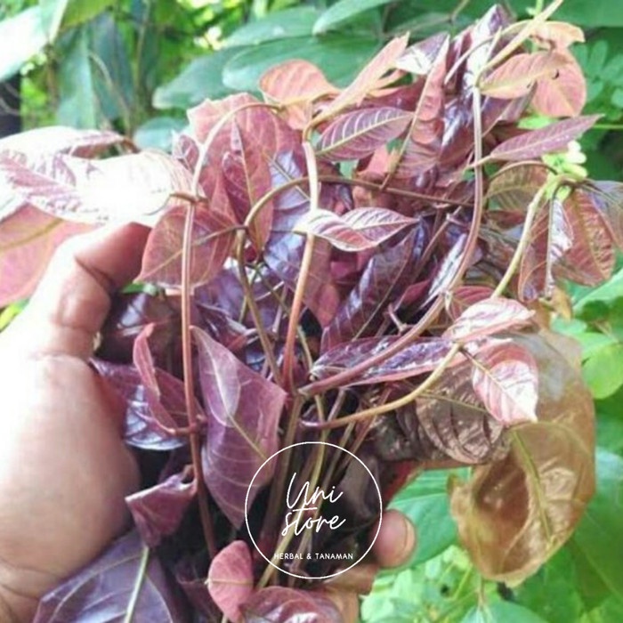 

(COD) Daun jengkol muda segar - pucuk daun jengkol hindari diabetes