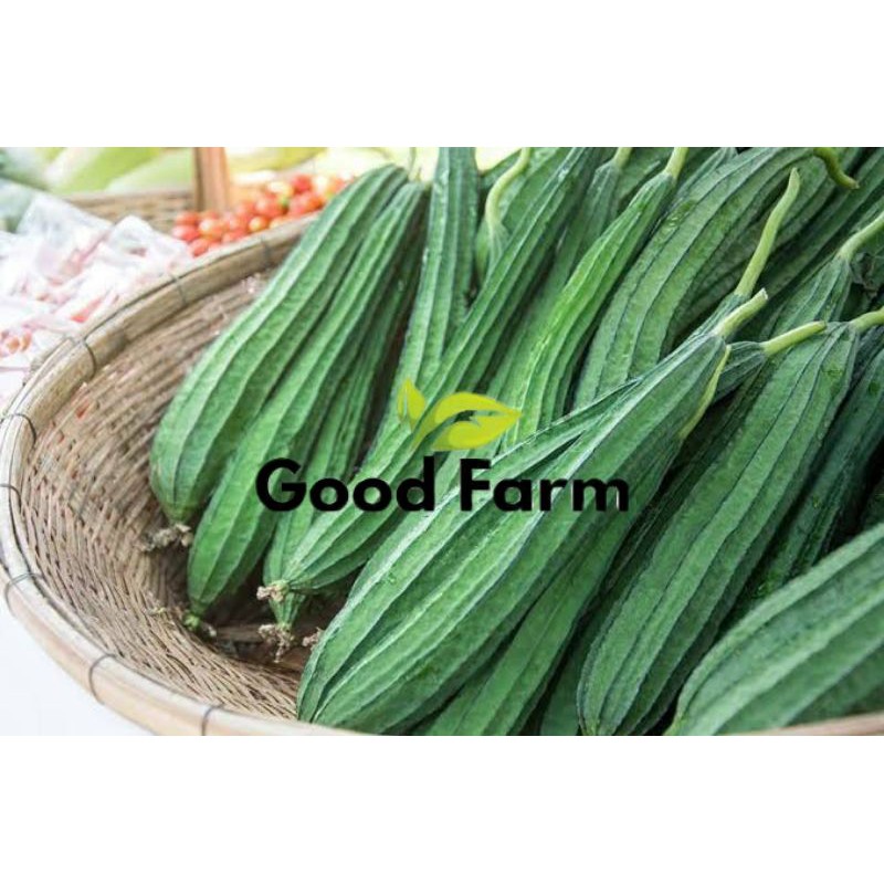 Benih oyong prima f1 | panah merah | kemasan ekonomis